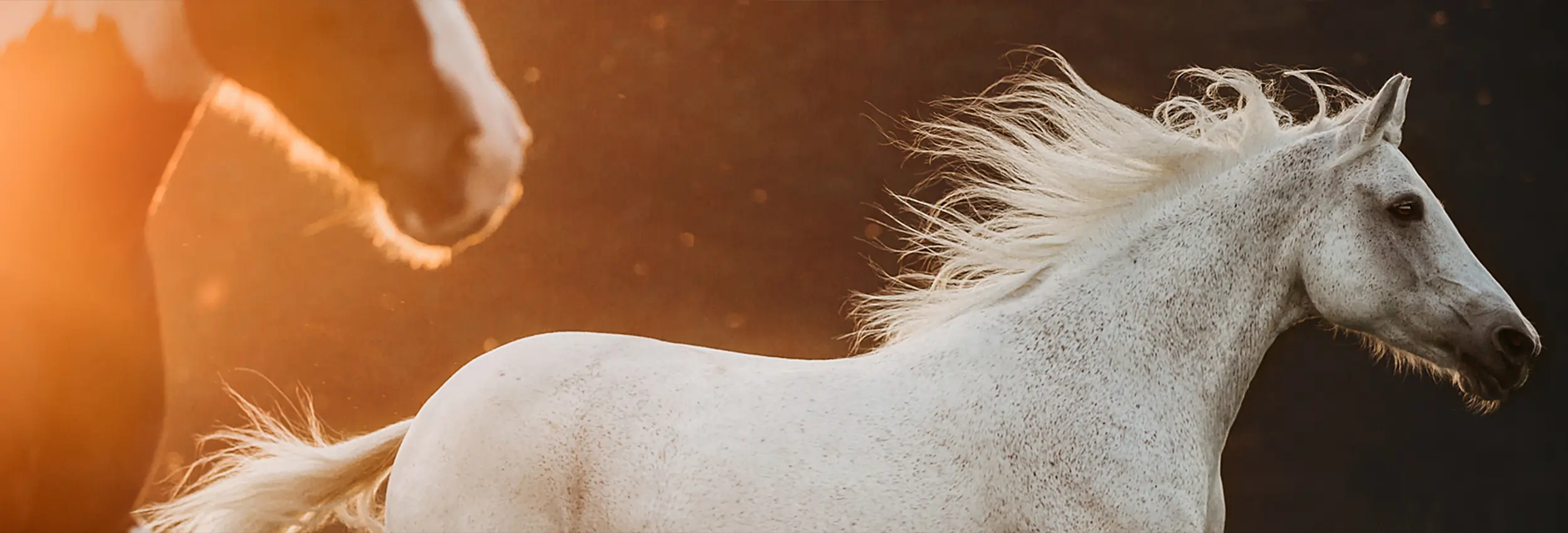 Fine-Photography-Josephine-Gotzes-Pferdefotografin-Pferde-Fotografie-Bremen-Niedersachsen-Norddeutschland-Header-Pferde-Shooting