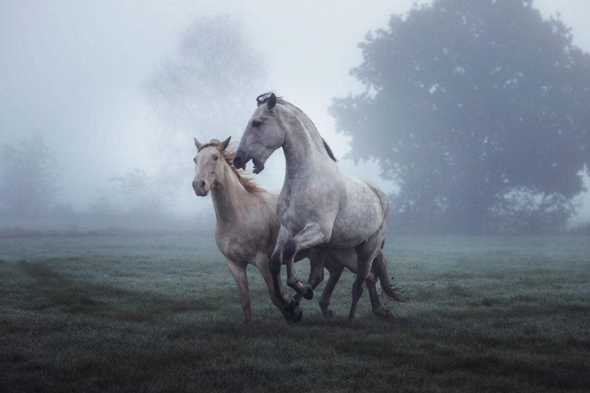 FinePhotography-Josephine-Gotzes-Pferdefotografie-Tierfotografie-NRW-Bremen-Niedersachen-1