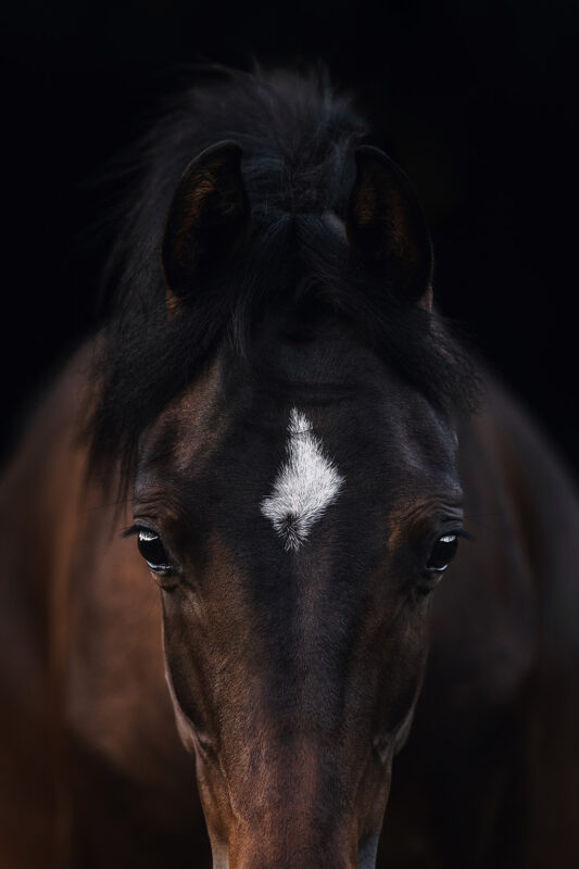 FinePhotography-Josephine-Gotzes-Pferdefotografie-Tierfotografie-NRW-Bremen-Niedersachen-10