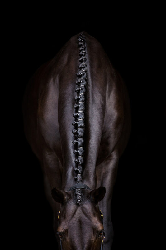 FinePhotography-Josephine-Gotzes-Pferdefotografie-Tierfotografie-NRW-Bremen-Niedersachen-11