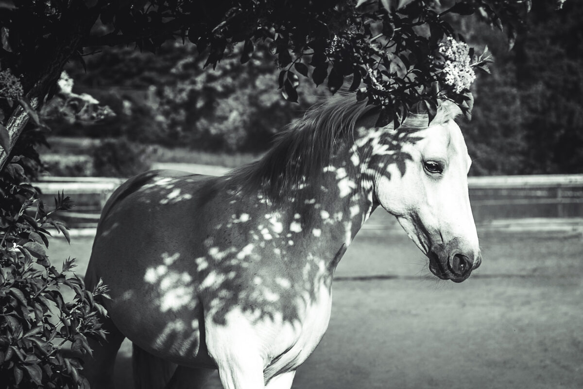 FinePhotography-Josephine-Gotzes-Pferdefotografie-Tierfotografie-NRW-Bremen-Niedersachen-12