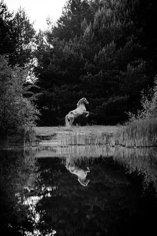 FinePhotography-Josephine-Gotzes-Pferdefotografie-Tierfotografie-NRW-Bremen-Niedersachen-13