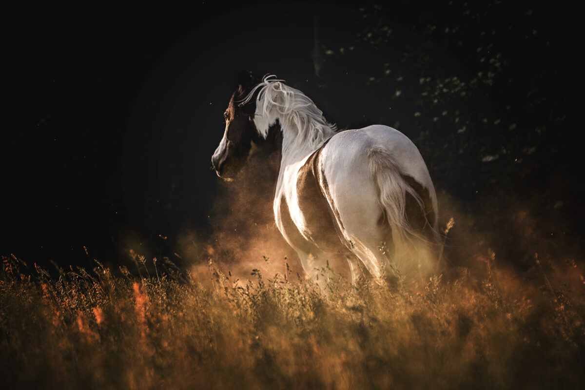 FinePhotography-Josephine-Gotzes-Pferdefotografie-Tierfotografie-NRW-Bremen-Niedersachen-14