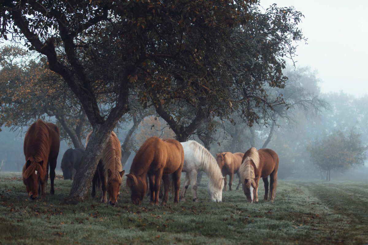 FinePhotography-Josephine-Gotzes-Pferdefotografie-Tierfotografie-NRW-Bremen-Niedersachen-18