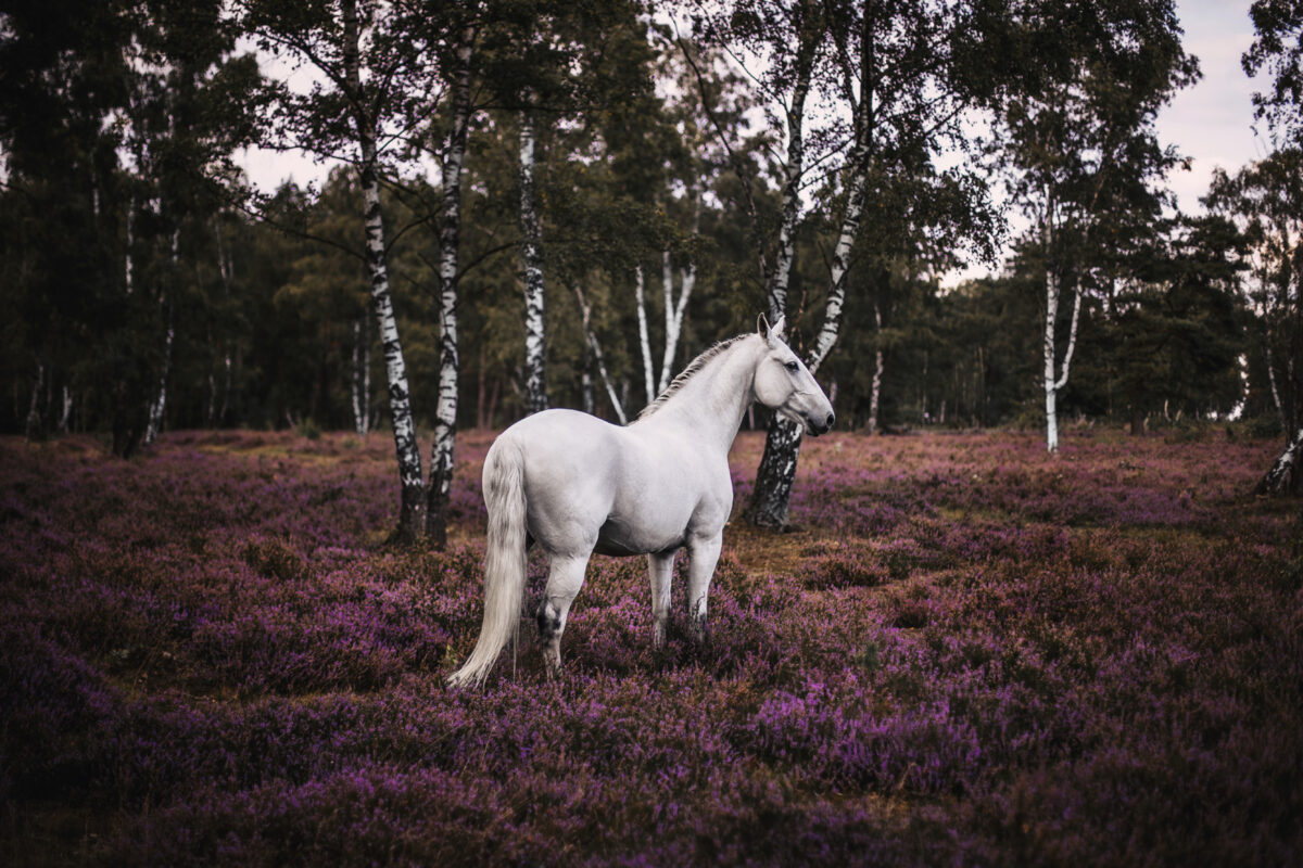 FinePhotography-Josephine-Gotzes-Pferdefotografie-Tierfotografie-NRW-Bremen-Niedersachen-19