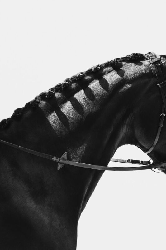 FinePhotography-Josephine-Gotzes-Pferdefotografie-Tierfotografie-NRW-Bremen-Niedersachen-2