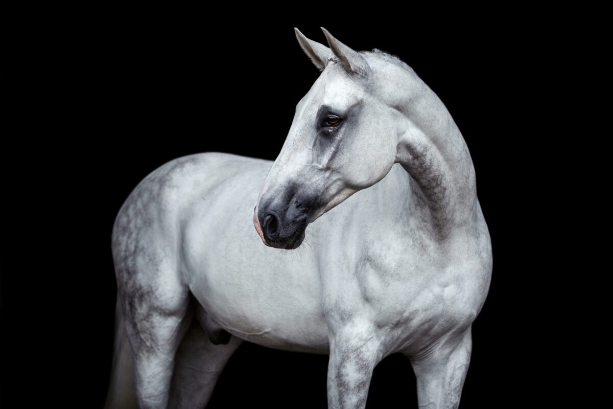 FinePhotography-Josephine-Gotzes-Pferdefotografie-Tierfotografie-NRW-Bremen-Niedersachen-22