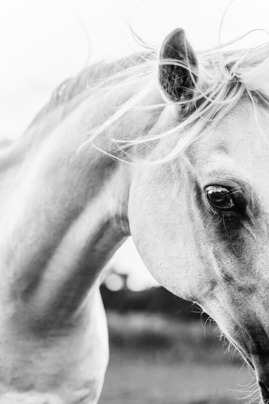 FinePhotography-Josephine-Gotzes-Pferdefotografie-Tierfotografie-NRW-Bremen-Niedersachen-23