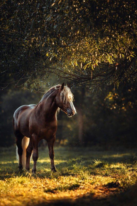 FinePhotography-Josephine-Gotzes-Pferdefotografie-Tierfotografie-NRW-Bremen-Niedersachen-24