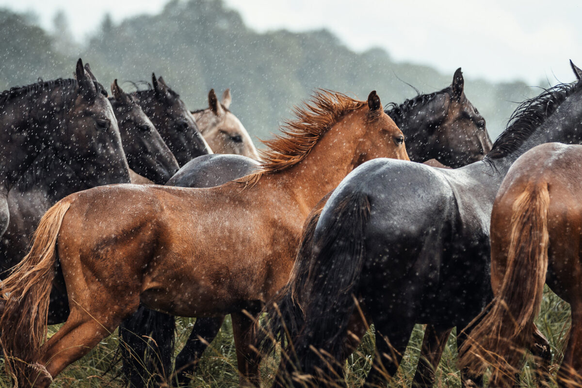 FinePhotography-Josephine-Gotzes-Pferdefotografie-Tierfotografie-NRW-Bremen-Niedersachen-25