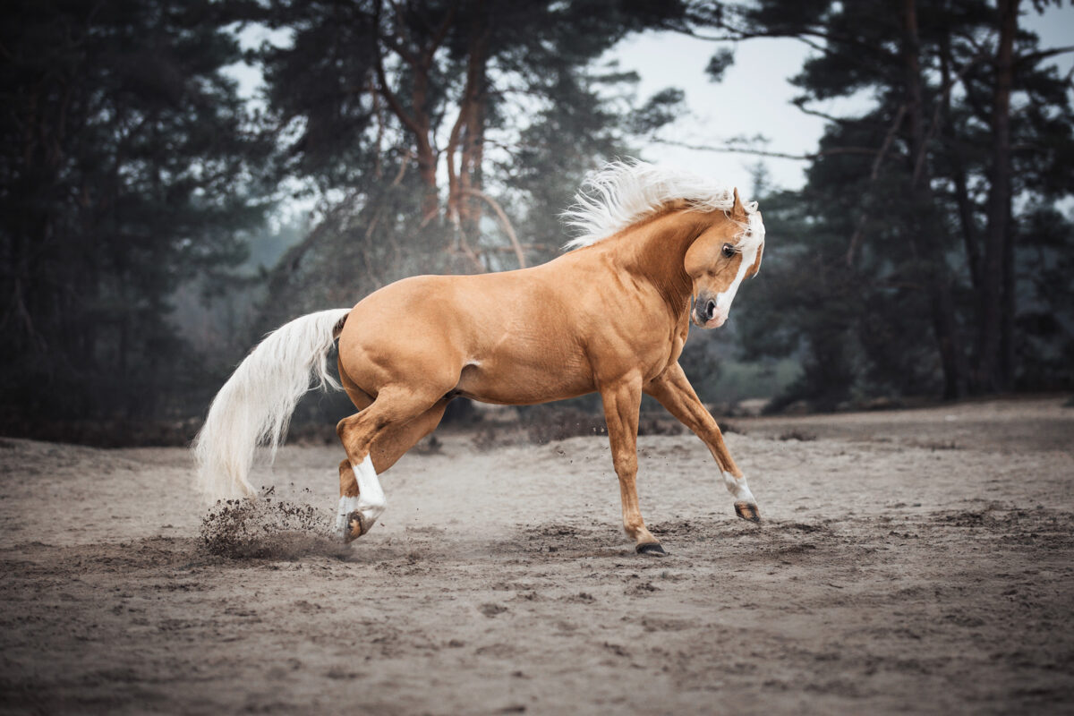 FinePhotography-Josephine-Gotzes-Pferdefotografie-Tierfotografie-NRW-Bremen-Niedersachen-26
