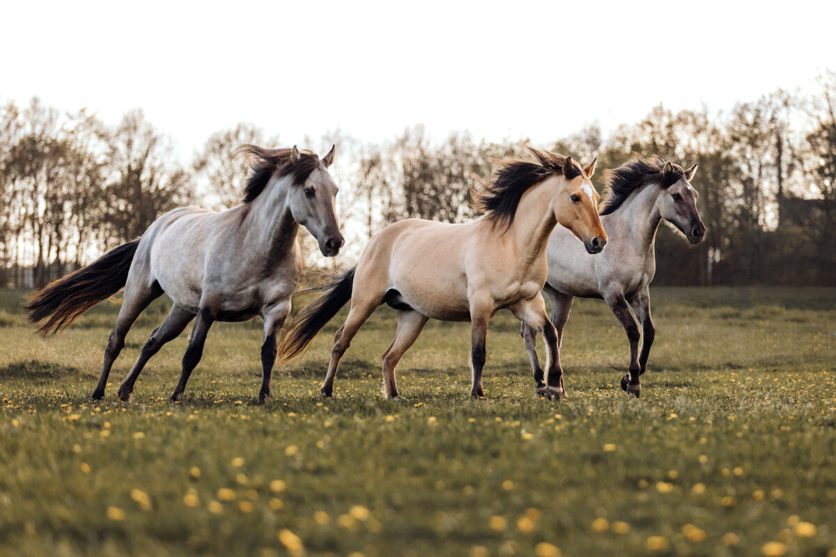 FinePhotography-Josephine-Gotzes-Pferdefotografie-Tierfotografie-NRW-Bremen-Niedersachen-28