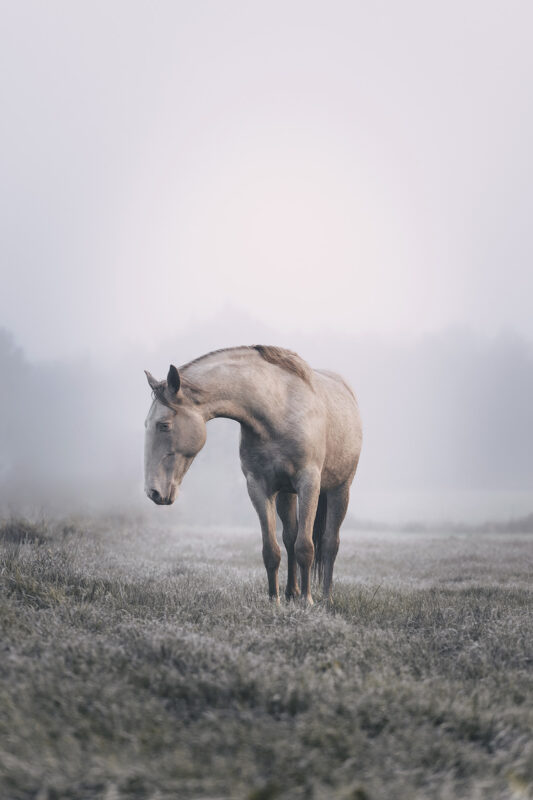 FinePhotography-Josephine-Gotzes-Pferdefotografie-Tierfotografie-NRW-Bremen-Niedersachen-3