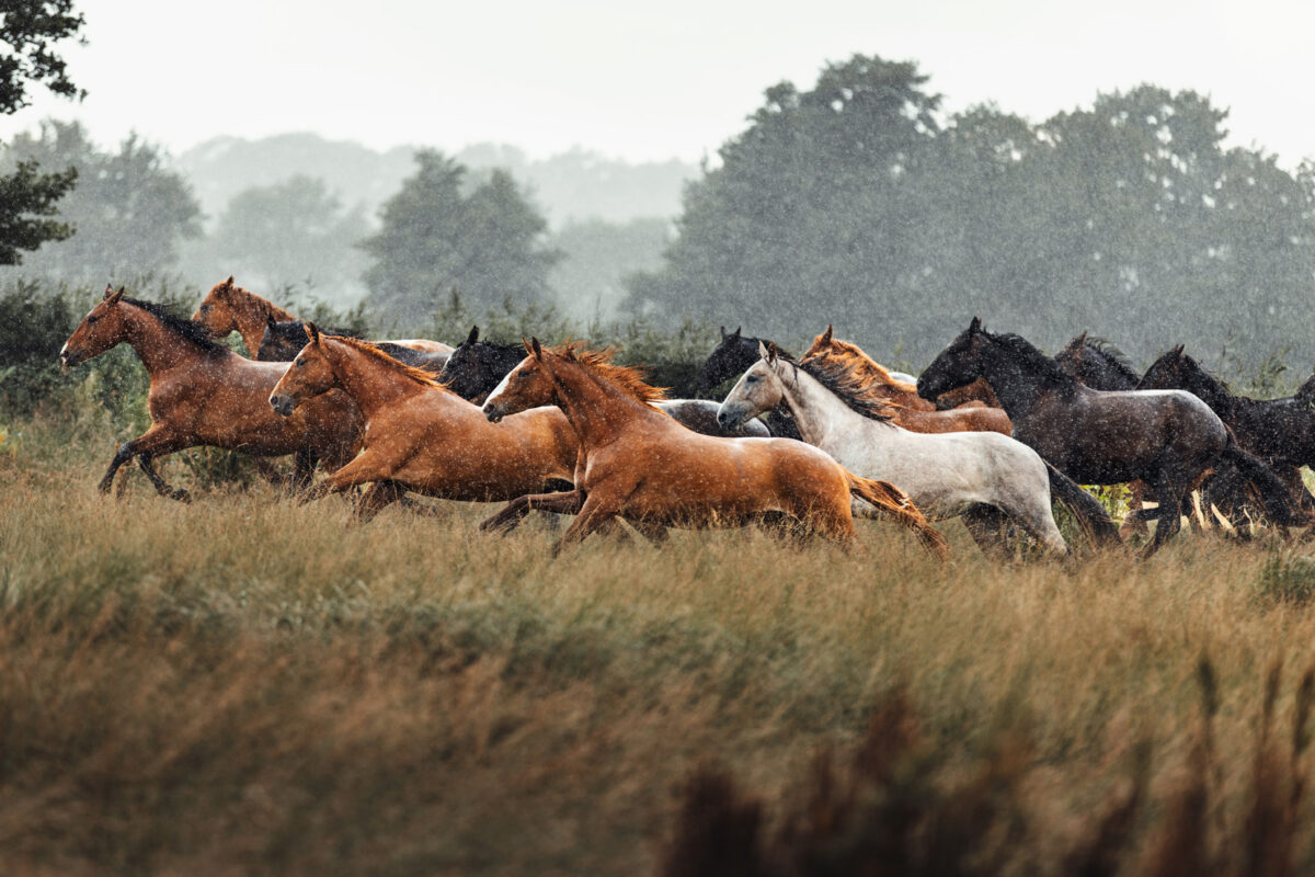 FinePhotography-Josephine-Gotzes-Pferdefotografie-Tierfotografie-NRW-Bremen-Niedersachen-4