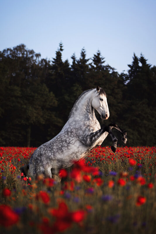 FinePhotography-Josephine-Gotzes-Pferdefotografie-Tierfotografie-NRW-Bremen-Niedersachen-5
