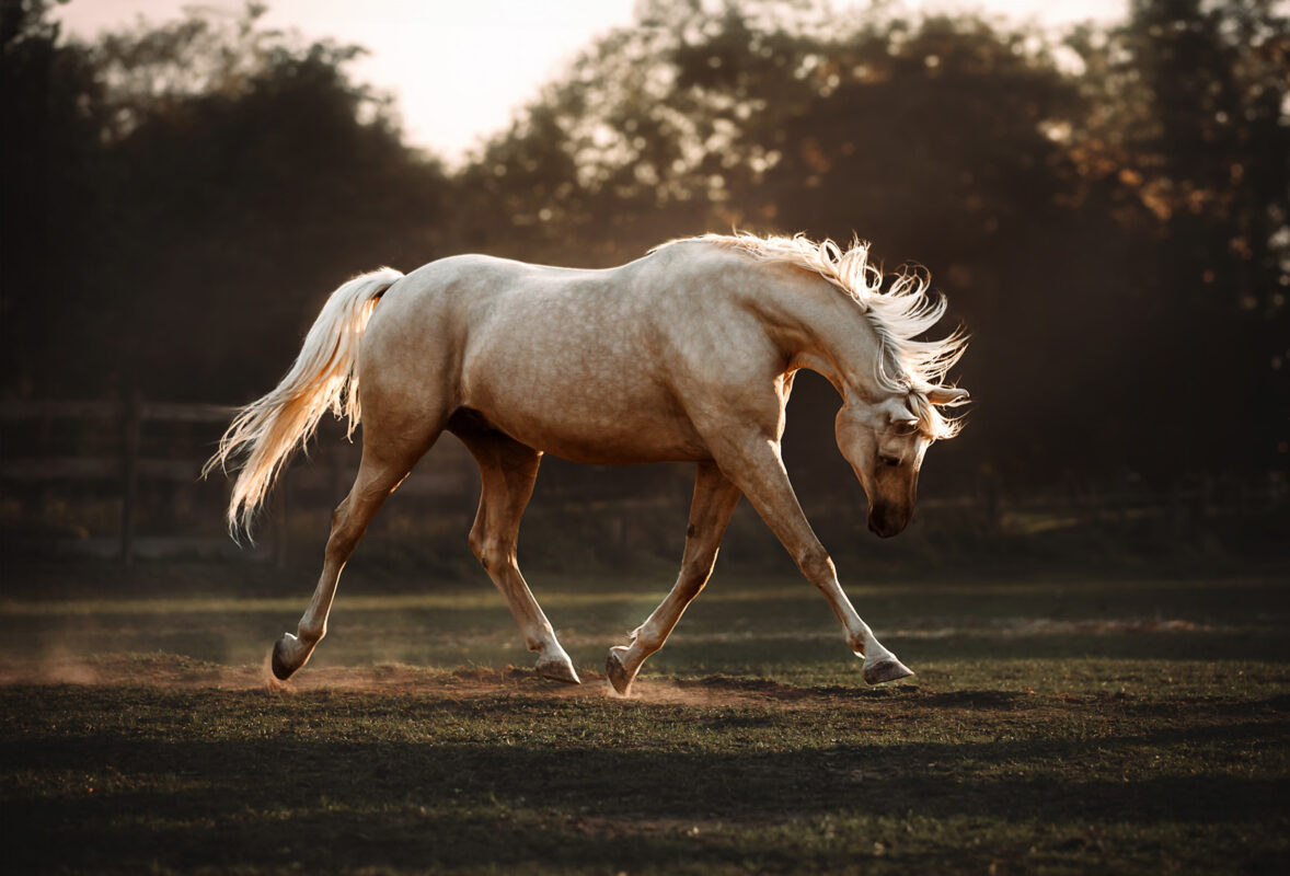 FinePhotography-Josephine-Gotzes-Pferdefotografie-Tierfotografie-NRW-Bremen-Niedersachen-6