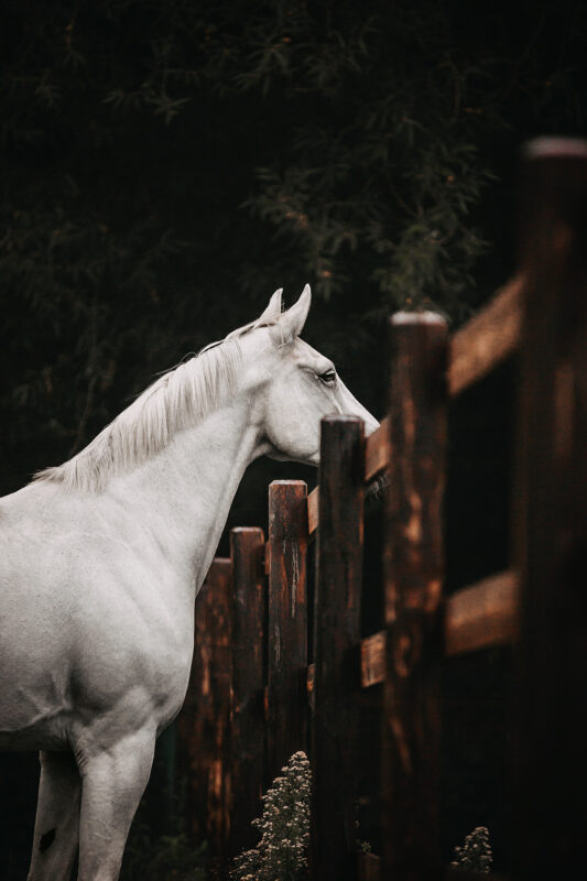 FinePhotography-Josephine-Gotzes-Pferdefotografie-Tierfotografie-NRW-Bremen-Niedersachen-7