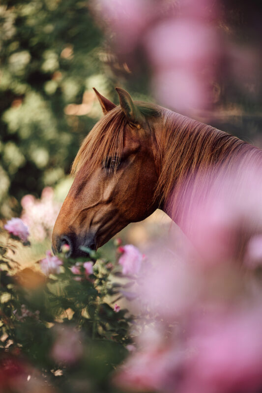 FinePhotography-Josephine-Gotzes-Pferdefotografie-Tierfotografie-NRW-Bremen-Niedersachen-8