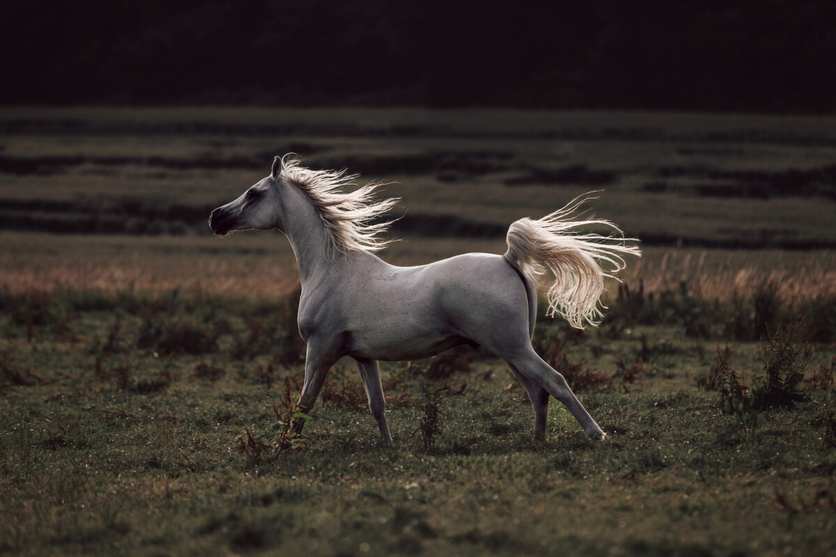 FinePhotography-Josephine-Gotzes-Pferdefotografie-Tierfotografie-NRW-Bremen-Niedersachen-9