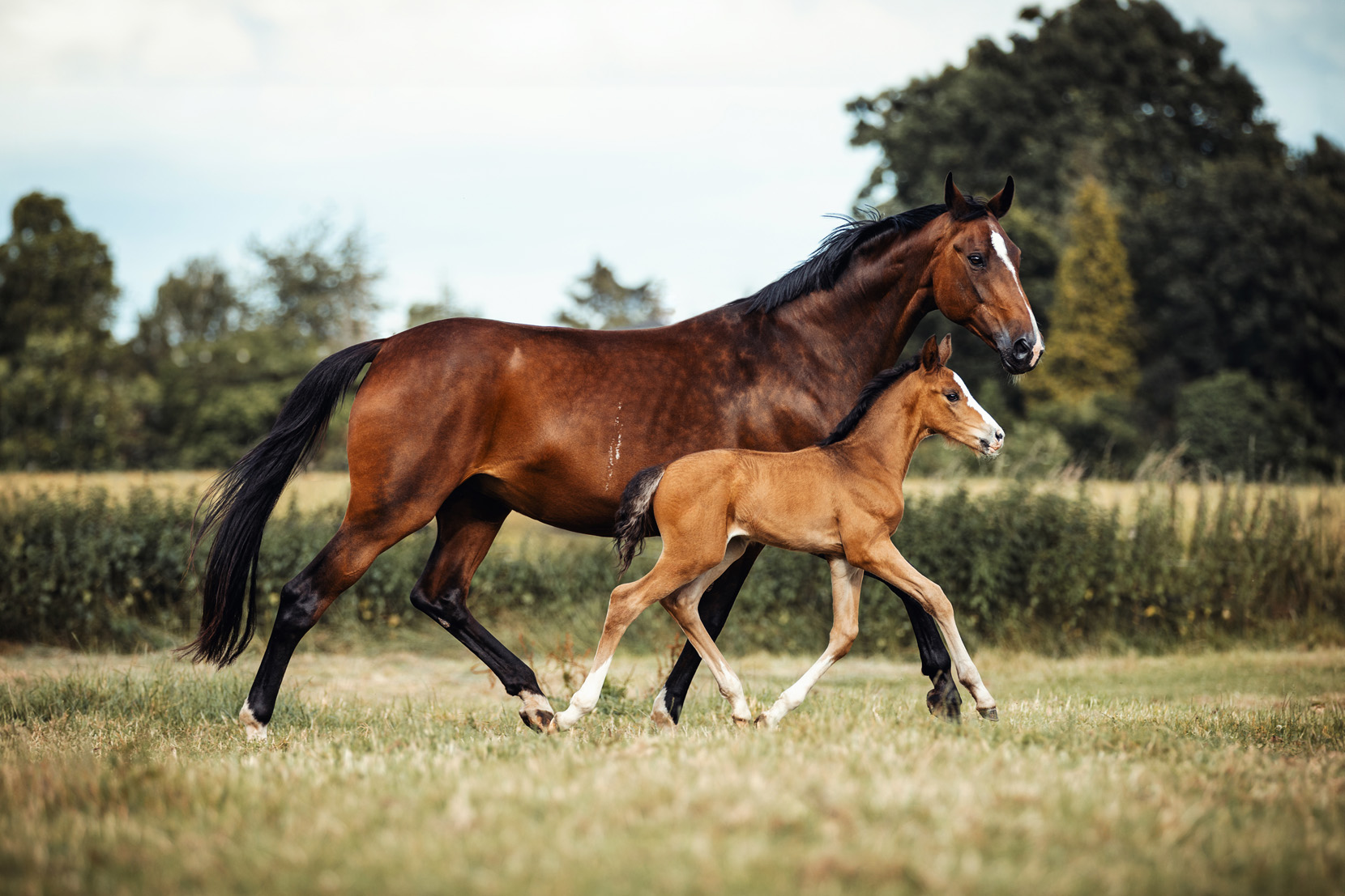 FinePhotography-Josephine-Gotzes-Pferdefotografie-Tierfotografie-NRW-Bremen-Niedersachen-Unternehmen-15 FinePhotography-Josephine-Gotzes-Pferdefotografie-Tierfotografie-NRW-Bremen-Niedersachen-Unternehmen-15
