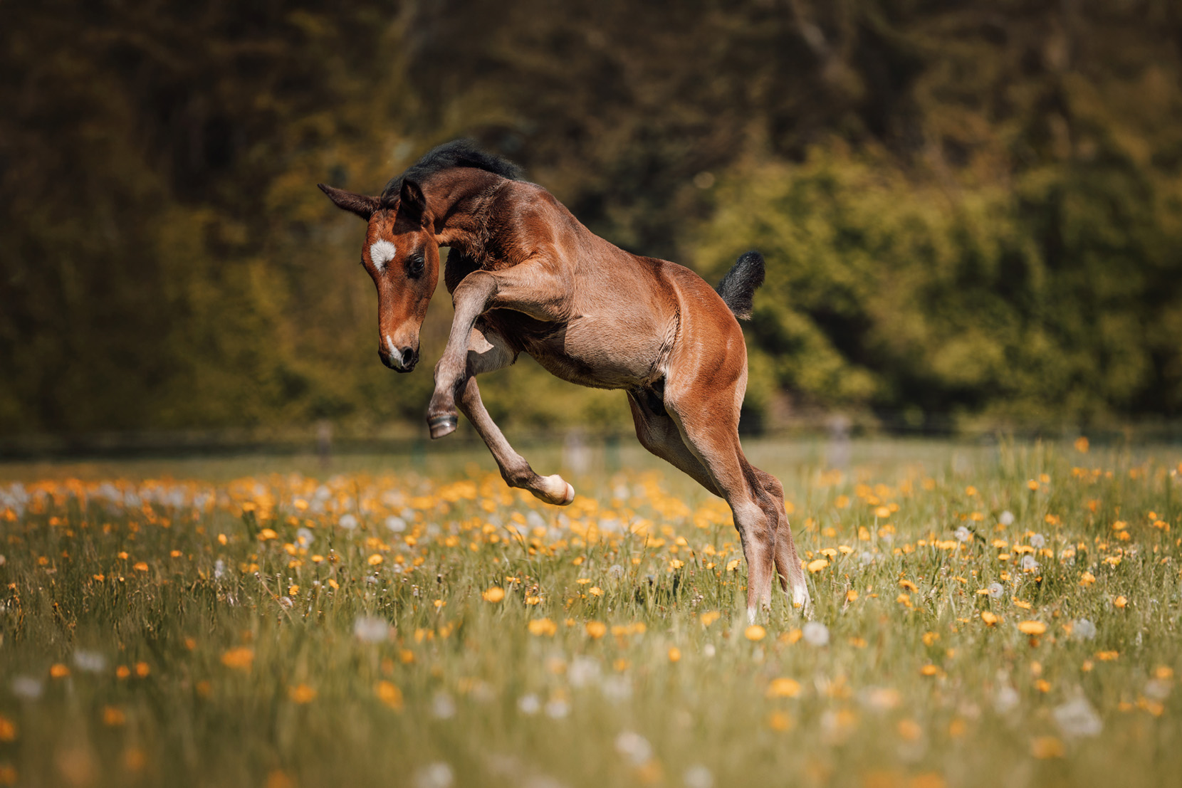 FinePhotography-Josephine-Gotzes-Pferdefotografie-Tierfotografie-NRW-Bremen-Niedersachen-Unternehmen-27 FinePhotography-Josephine-Gotzes-Pferdefotografie-Tierfotografie-NRW-Bremen-Niedersachen-Unternehmen-27