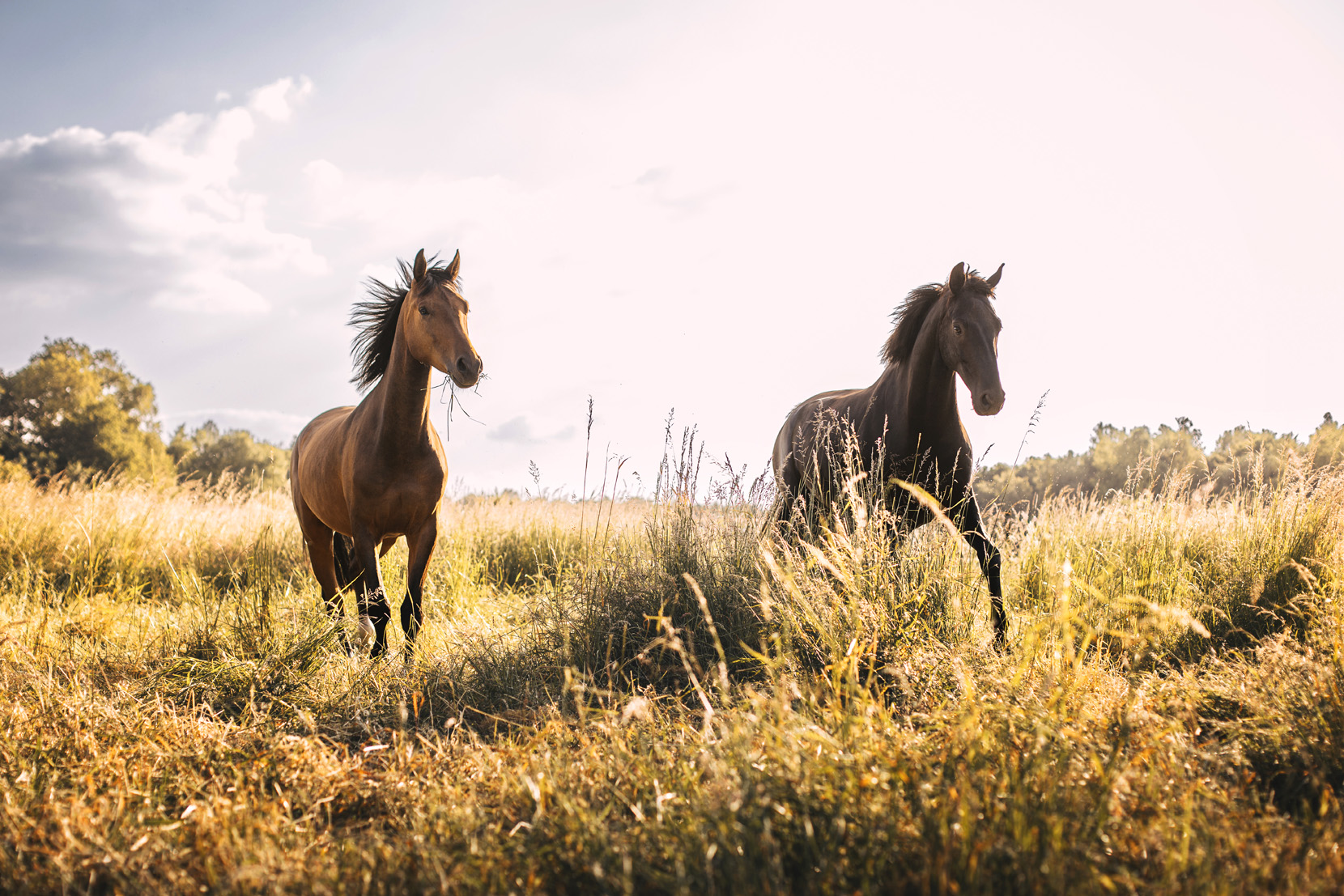 FinePhotography-Josephine-Gotzes-Pferdefotografie-Tierfotografie-NRW-Bremen-Niedersachen-Unternehmen-33 FinePhotography-Josephine-Gotzes-Pferdefotografie-Tierfotografie-NRW-Bremen-Niedersachen-Unternehmen-34